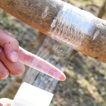 5 cm Aşı Streçi 200 Metre - Profesyonel Fidan ve Ağaç Aşı Bandı (Yüksek Esnek)