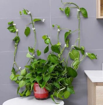 Sarmaşık ve Kablo Düzenleyici Çok Amaçlı Klips 10 Adet